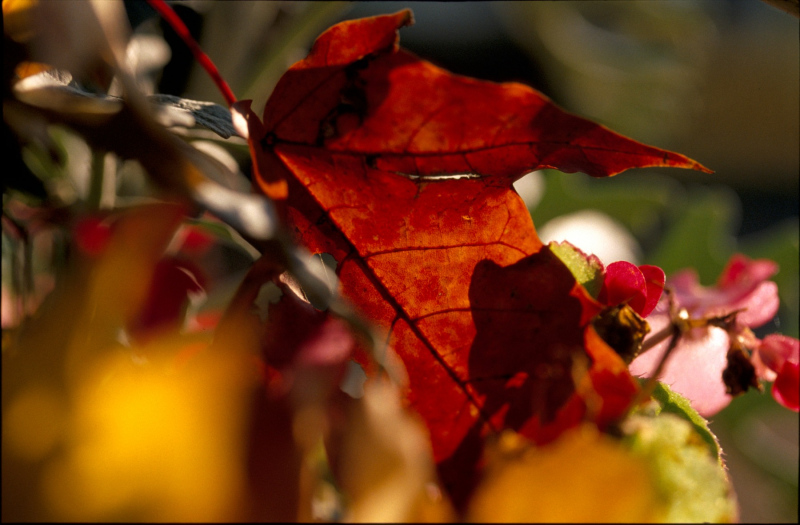 500pxdownload.com-4847524
