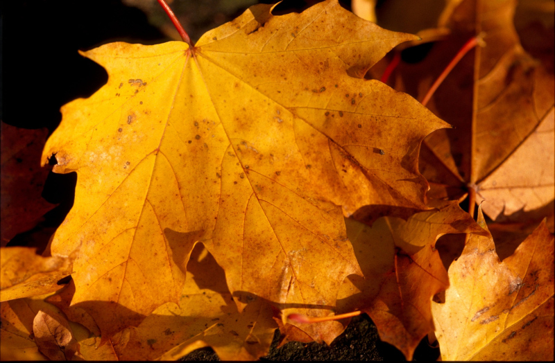 500pxdownload.com-4847508