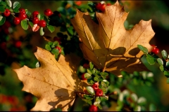 500pxdownload.com-4847546